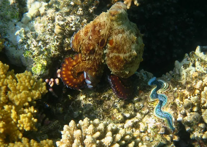 Swisscare Nuweiba`