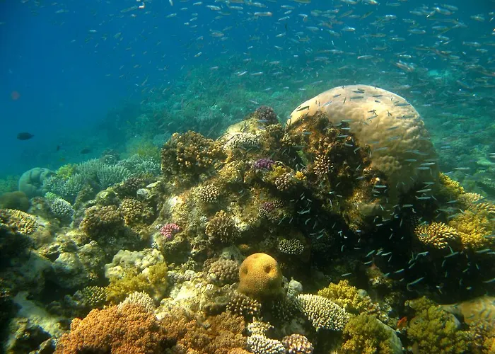Swisscare 3* Nuweiba`